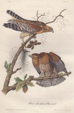 Red-shouldered Buzzard (Hawk)